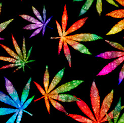 Blätter Cannabis Baumwollstoff Patchworkstoff